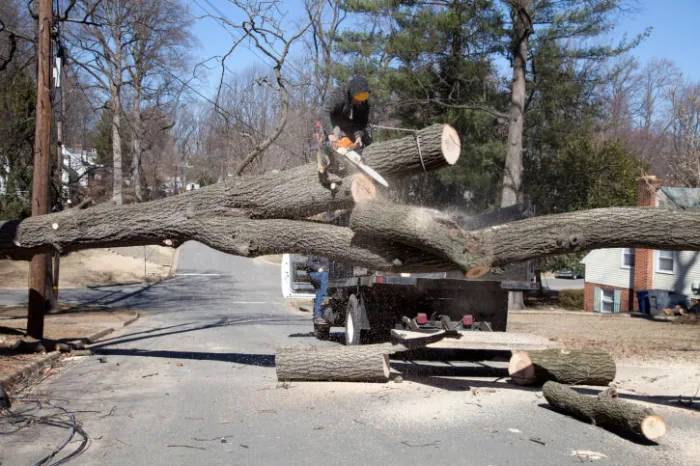 Tree Removal Tree Removal