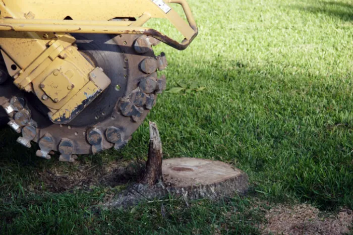 Tree Stump Grinding Tree Stump Grinding