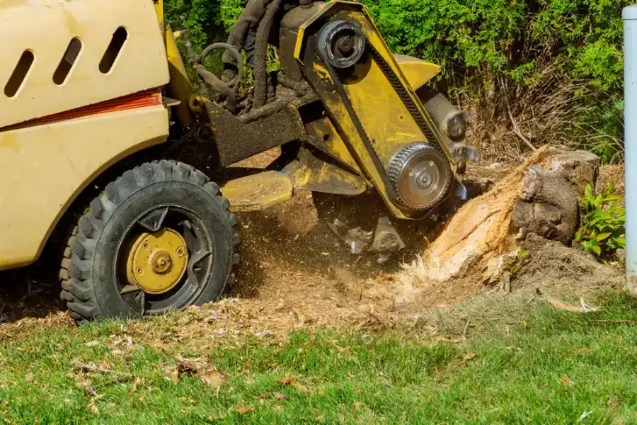 How To Maintain Your Lawn After Tree Stump Grinding Los Banos, CA
