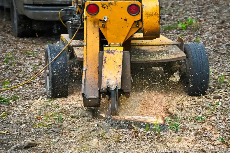 How To Maintain Your Lawn After Tree Stump Grinding in Los Banos, CA