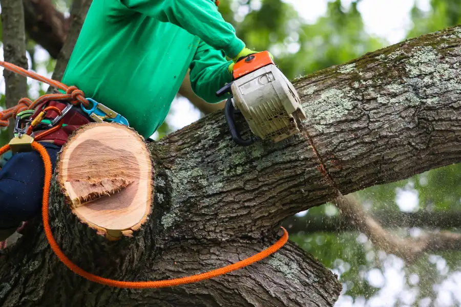 Professional Tree Trimming Los Banos, CA Professional Tree Trimming Los Banos, CA