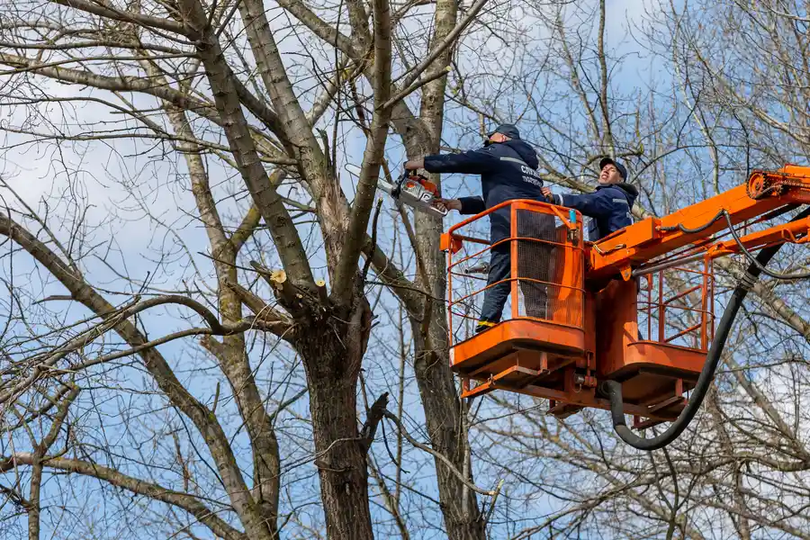 Reliable Tree Removal Los Banos, CA Reliable Tree Removal Los Banos, CA
