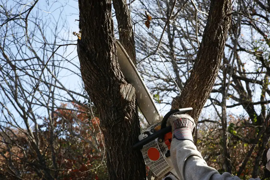 Tree Removal Versus Tree Trimming Explained Los Banos, CA Tree Removal Versus Tree Trimming Explained Los Banos, CA