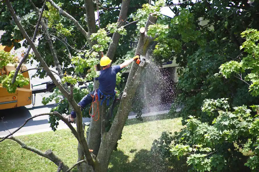 Tree Removal Versus Tree Trimming Explained in Los Banos, CA Tree Removal Versus Tree Trimming Explained in Los Banos, CA